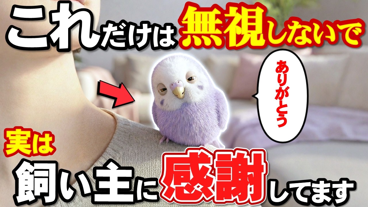 見逃してない？インコが飼い主に感謝している時の仕草5選【インコのきもち】