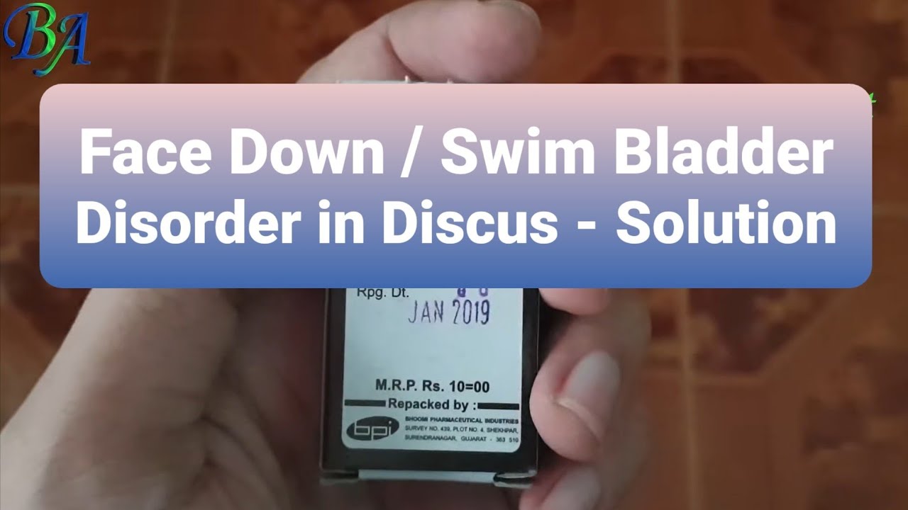 How To Cure Face Down/Swim Bladder Disorder In Discus Fish | Swim Bladder Treatment For Discus Fish