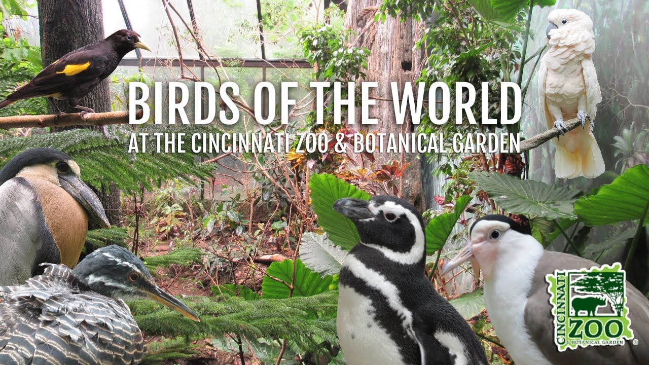 Birds of the World at the Cincinnati Zoo & Botanical Garden | Exhibit Tours Ep. 55