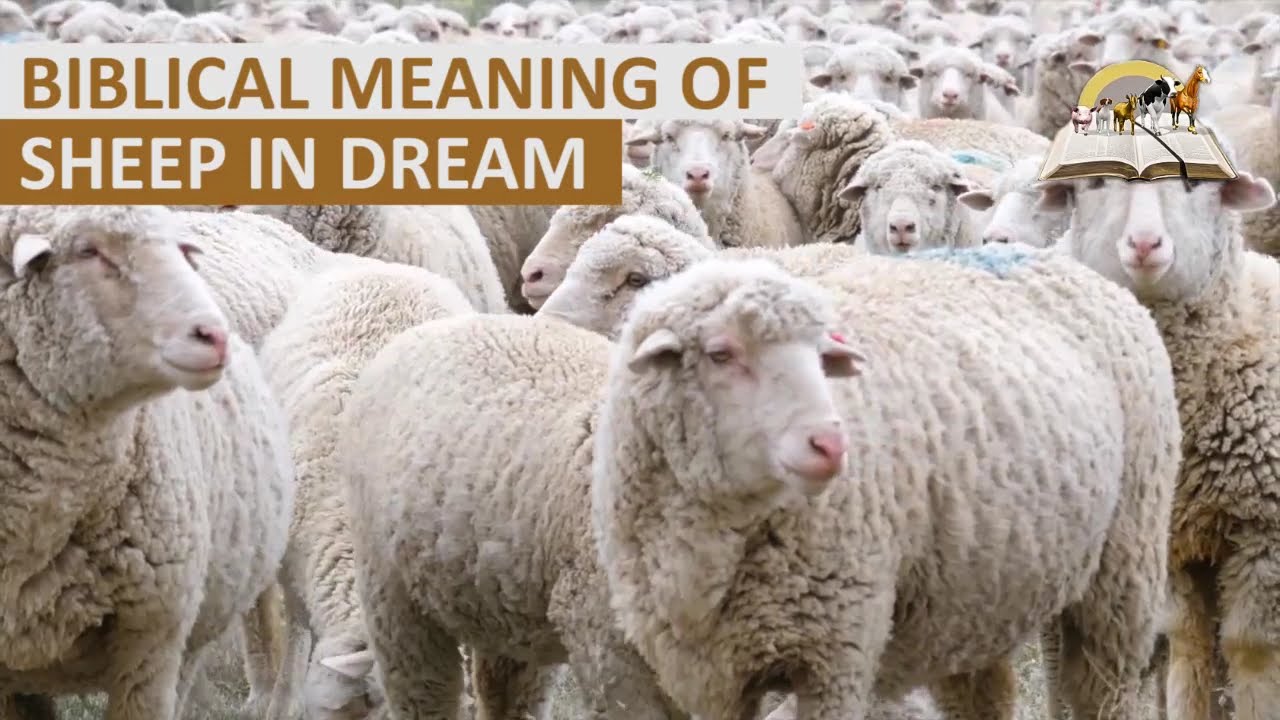 Библейское значение ОВЦЫ во сне &mdash; Духовное значение овцы