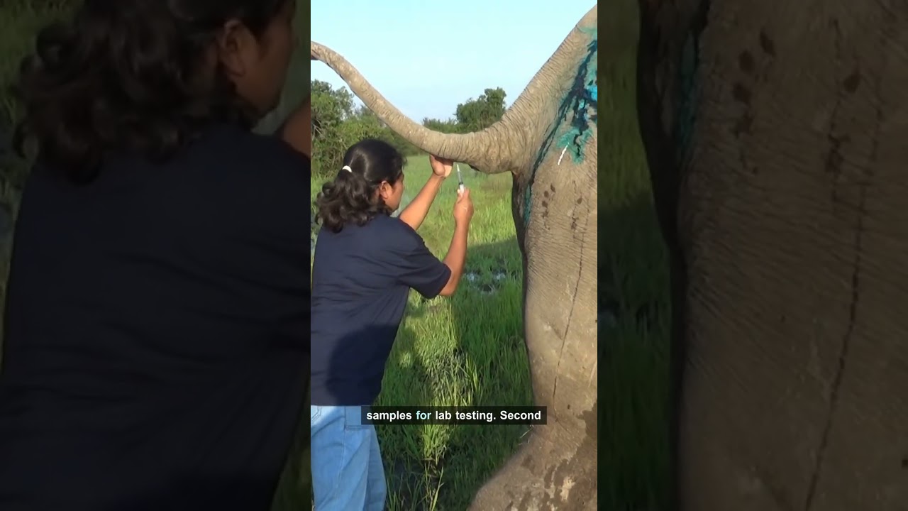 Vet Performs Miracle Surgery on Elephant's Balloon-Sized Wound!
