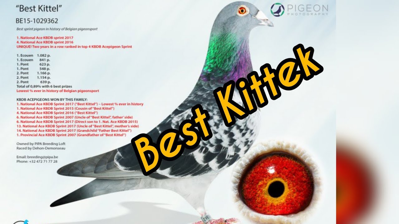 نتيجه البست كتل Best Kittel