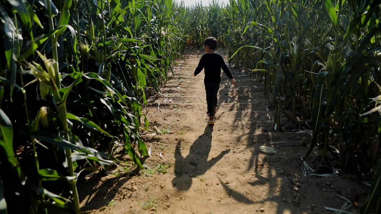 This N.J. farm has a COVID safety message carved into its corn maze