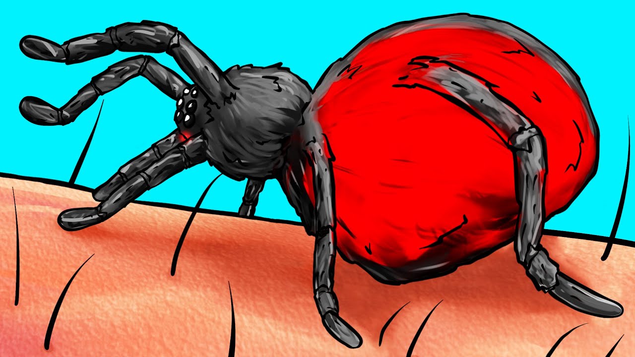 O Que Acontece Com Seu Corpo Quando É Picado Por Uma Aranha
