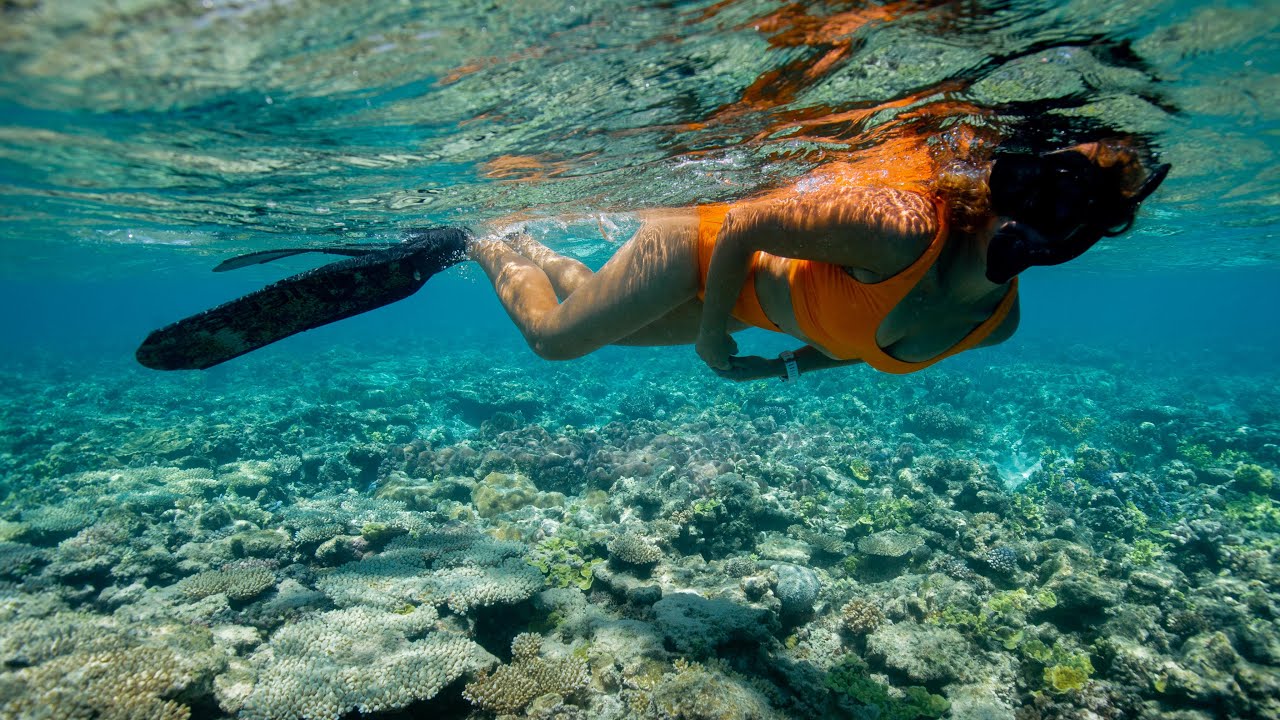 Snorkelling the Great Barrier Reef (Sailing Popao) Ep.53