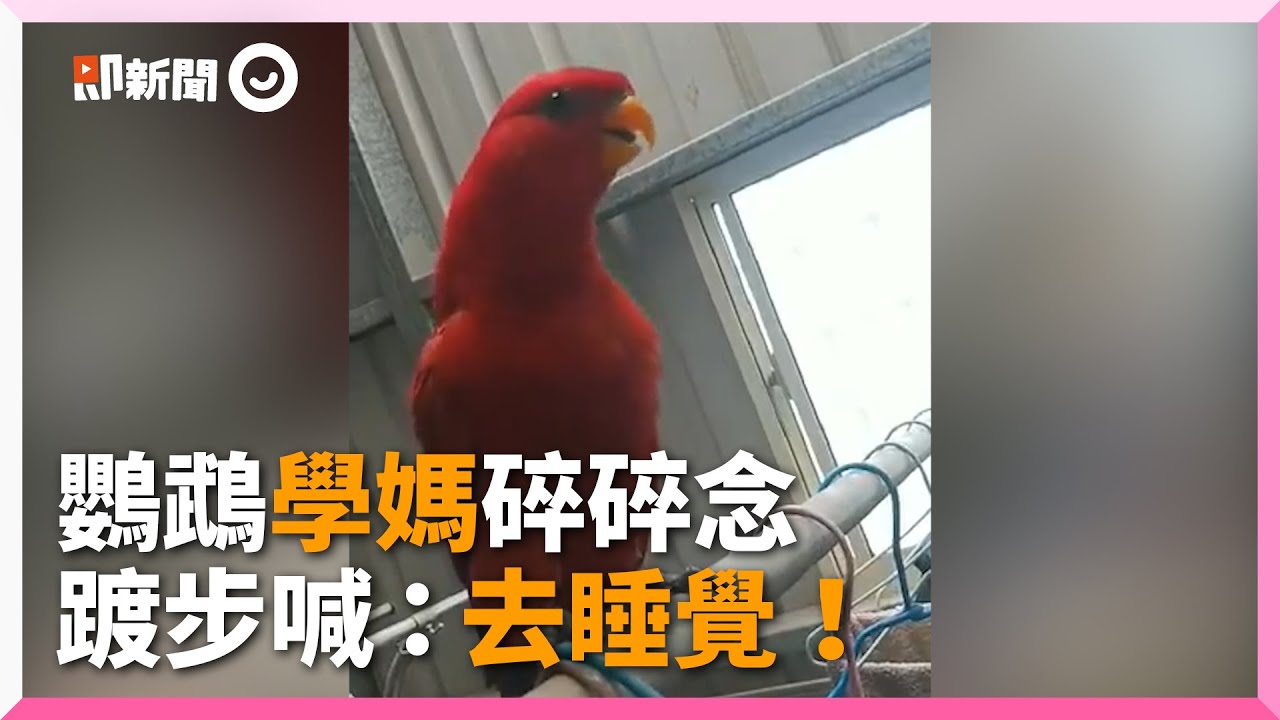 紅伶吸蜜鸚鵡狂模仿媽碎念！踱步來回走喊「去睡覺」網笑翻｜寵物｜鳥｜鸚鵡學舌｜神還原
