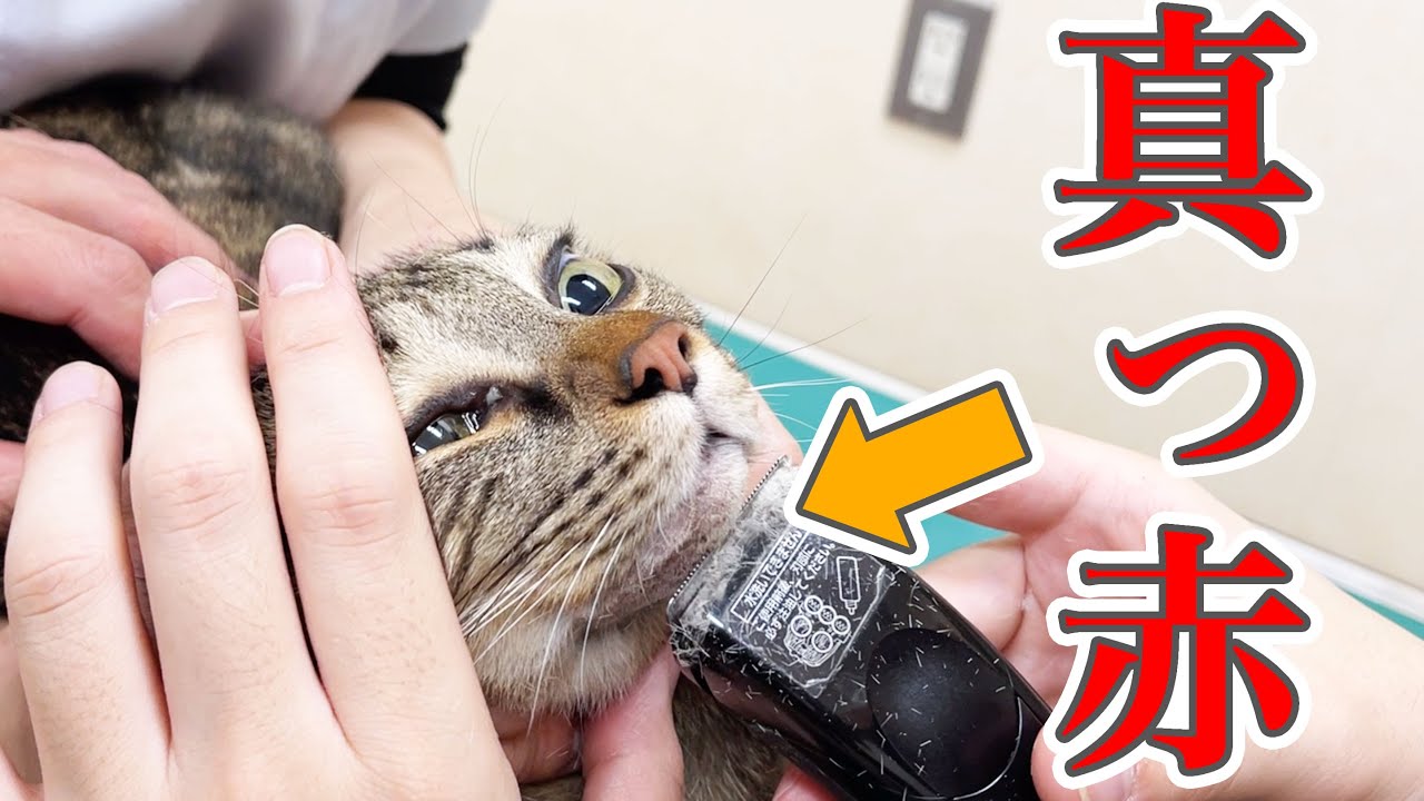 【閲覧注意】病院でアゴを診てもらったら、大変なことになってました… #1