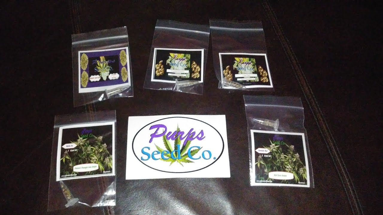 pakalolo purps 📮