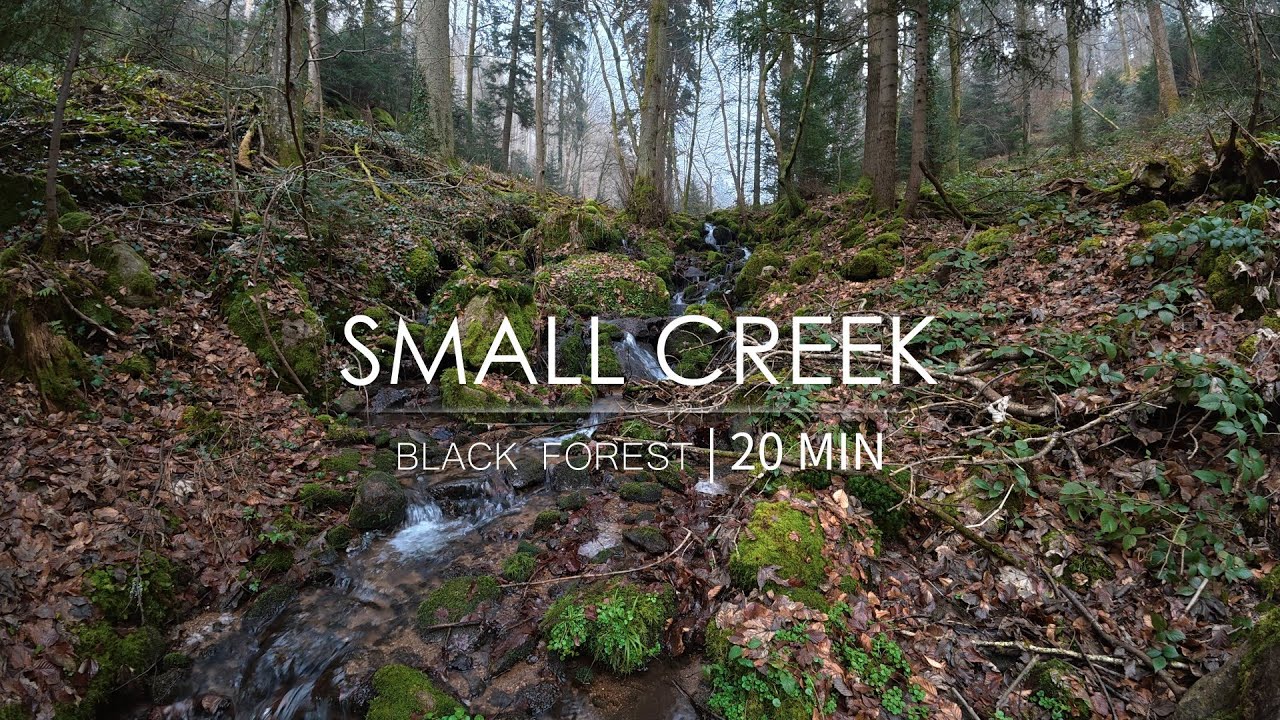 Black Forest, Germany | A Small Creek Flowing Through Rocks | 20 MIN