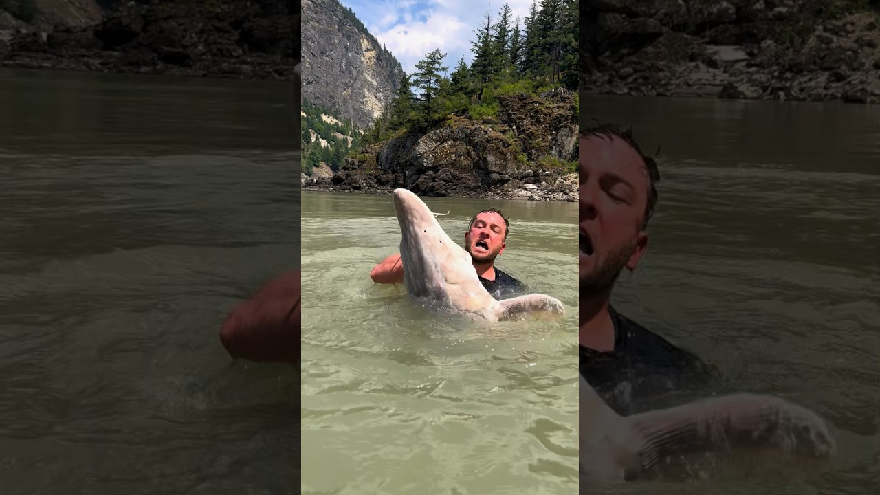How to catch MASSIVE fish! #fishing #sturgeon #huge