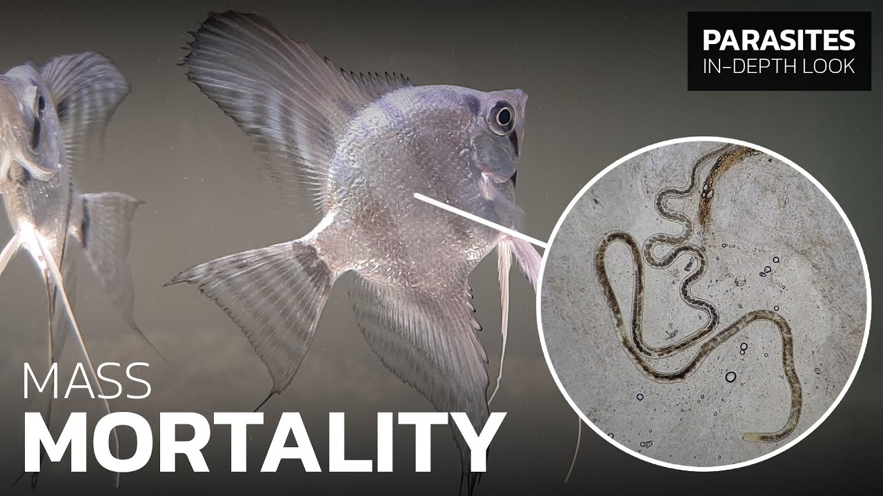 A Highly Pathogenic Fish Parasite That Causes Mass Mortality • Capillaria pterophylli
