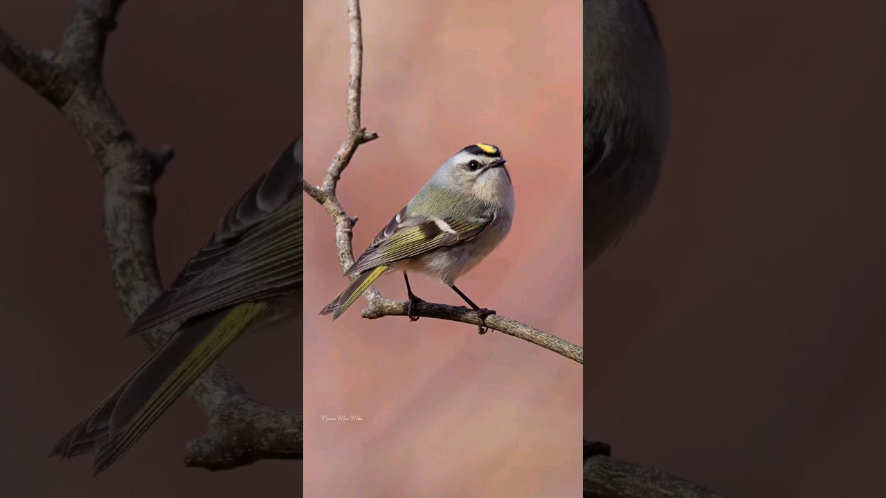 Golden-crowned Kinglet. Olympus 100-400mm lens. 