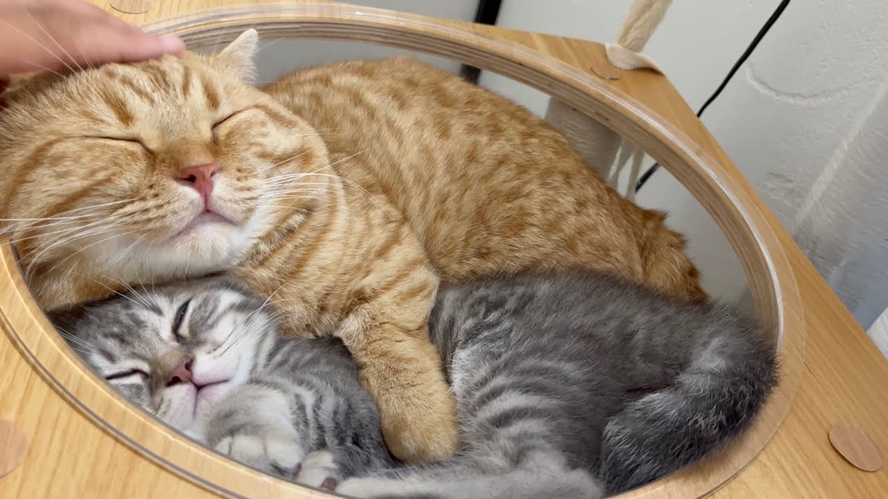 子猫を毛繕いしてるうちに抗えない眠気に襲われたマンチカンの茶々パパ。