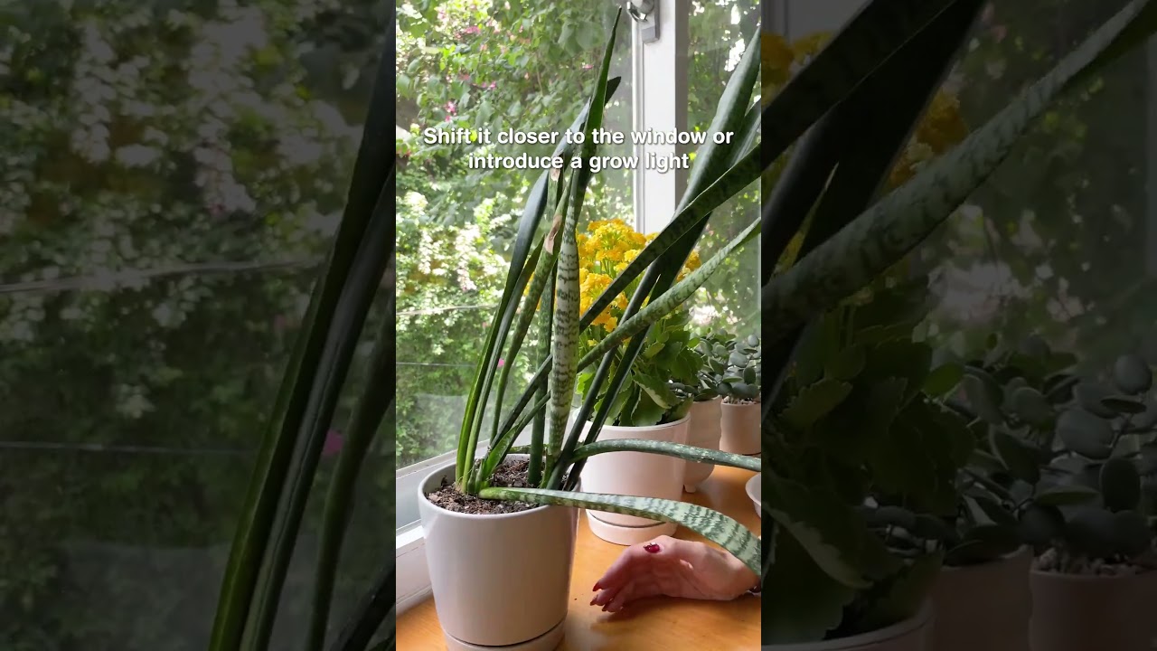 How to fix a droopy Snake Plant 🥀 #snakeplant #houseplants  #plants #plantcare