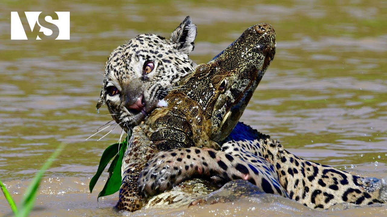 PANTANAL SALVAJE | Supervivencia Extrema en el Corazón de los Humedales - Documental Animales