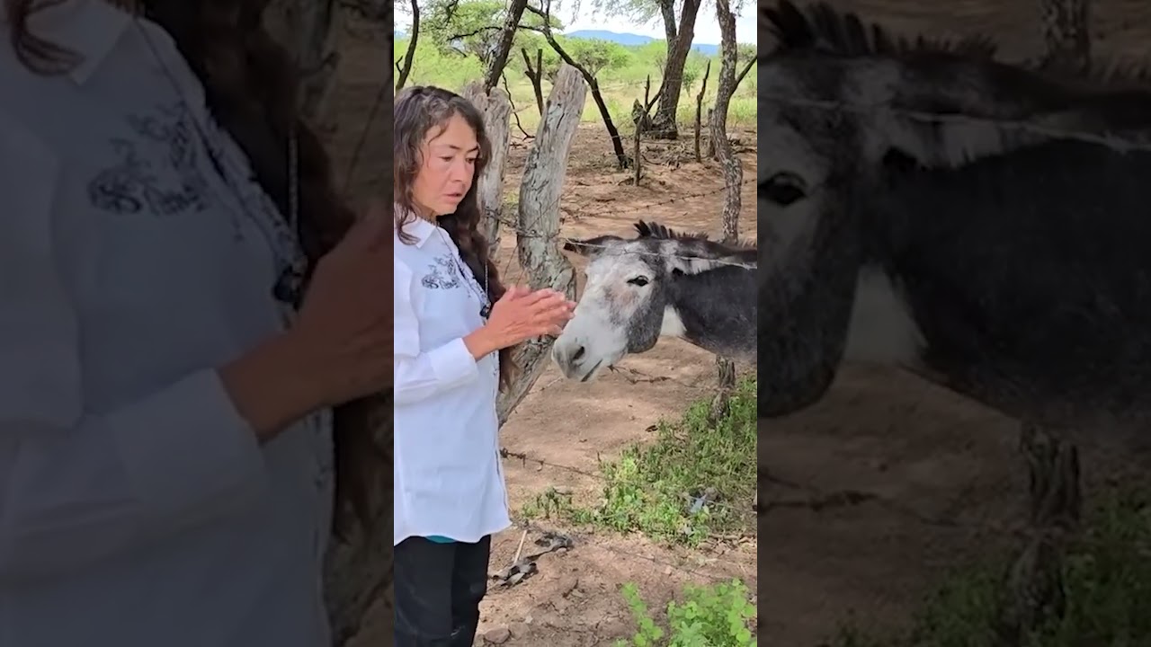 Este burrito est&aacute; aqu&iacute; con las yeguas porque es un burrito manadero. #burro #burros #yeguas #caballo
