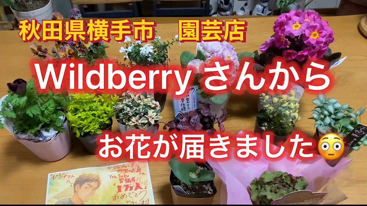 【Wildberry さんからお花が届きました】マーガレットを購入、ビニールハウスのお花