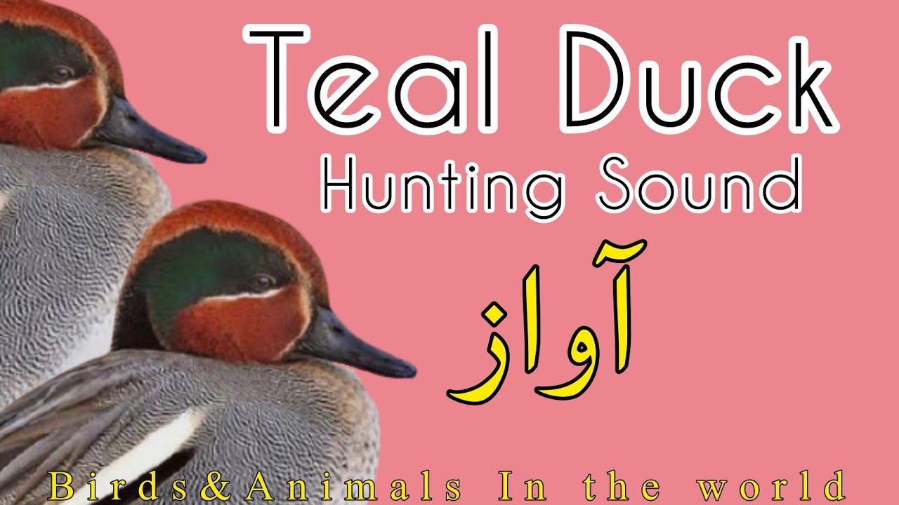 Green_Winged Teal Duck Hunting Sound// Teal Duck Hunting Sound//مرغابی کی بولاری