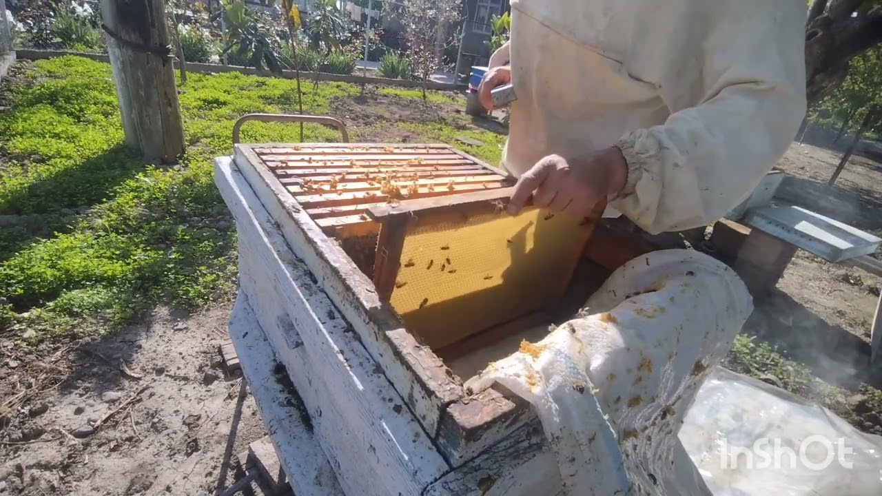 Qışdan zəyif çıxmış arılar artıq gücləndi . karnika və qafqaz arısı