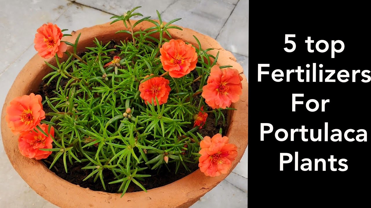 How to grow n care portulaca plant, top 5 fertilizers for portulaca plant/moss rose plant/9 o clock