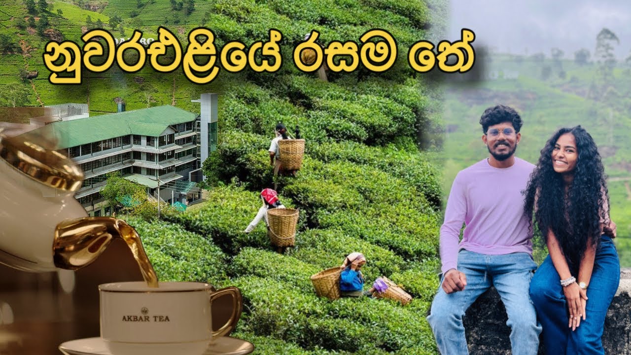 ලංකාවේ best qulity තේ හැදෙන විදිහ ☕️🌱 | යන්නම ඕනෙ තැනක් | Damro Tea Factory