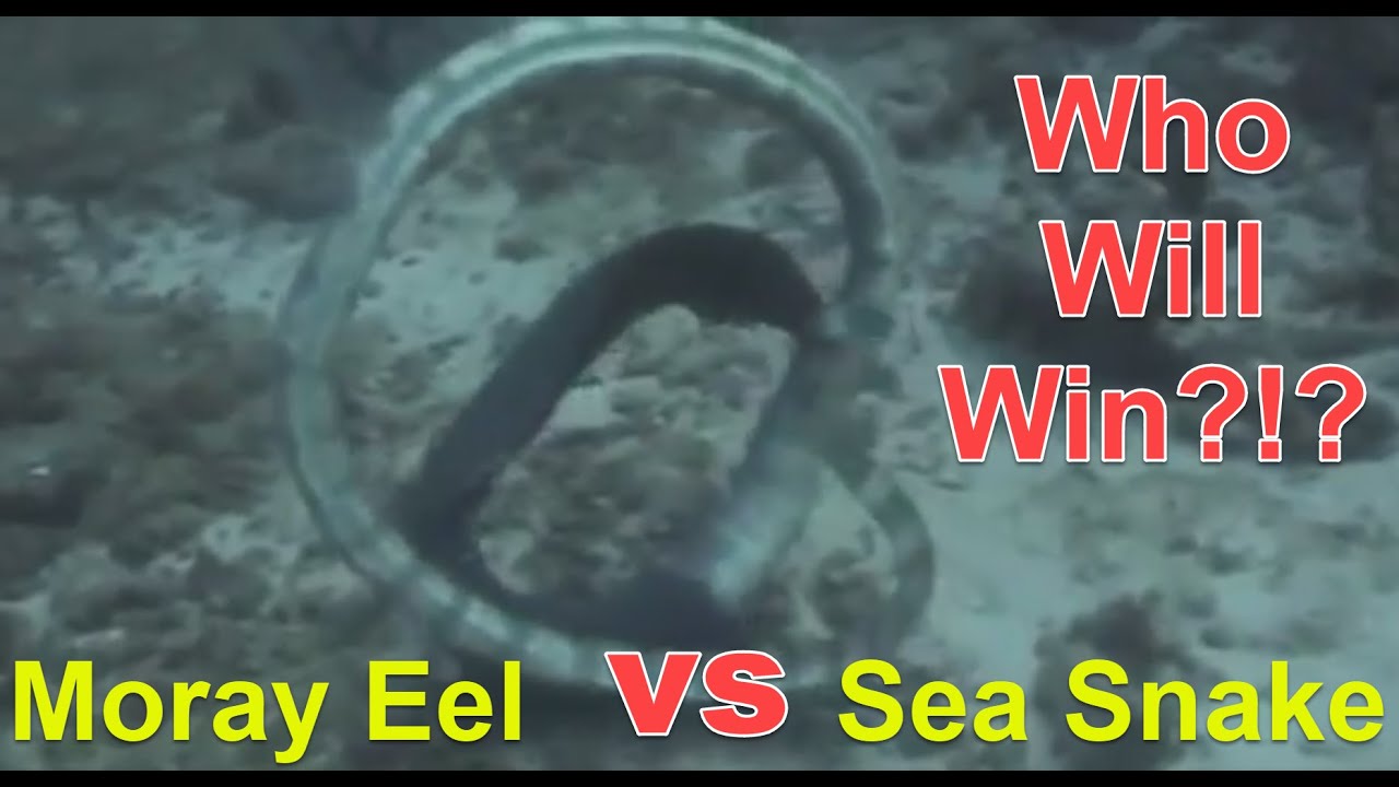 Who Will Win - the Moray Eel or Sea Snake?? | Scuba Diving in Thailand