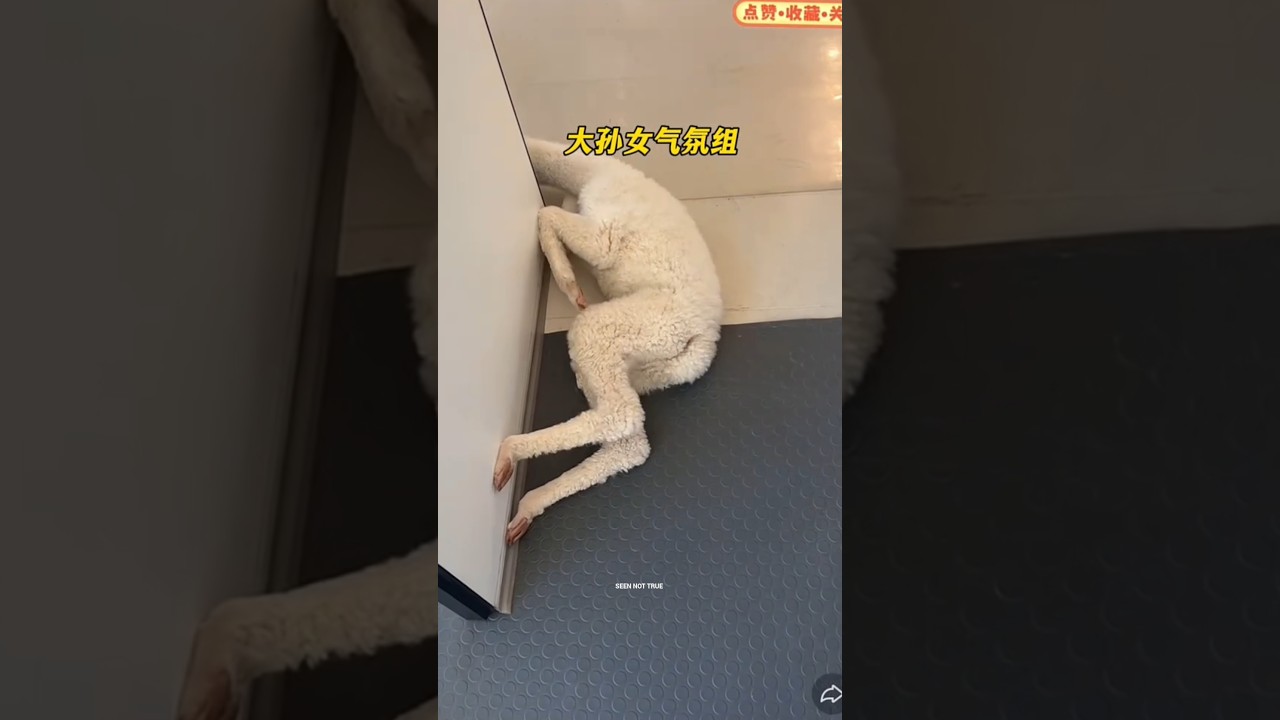 What Will This Baby Llama Look Like When It Grows Up?
