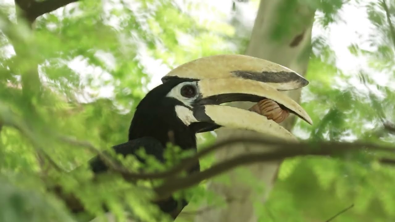 Singapore Oriental Pied Hornbill Family - Dad catches snails & more feedings - 22 Nov 2024