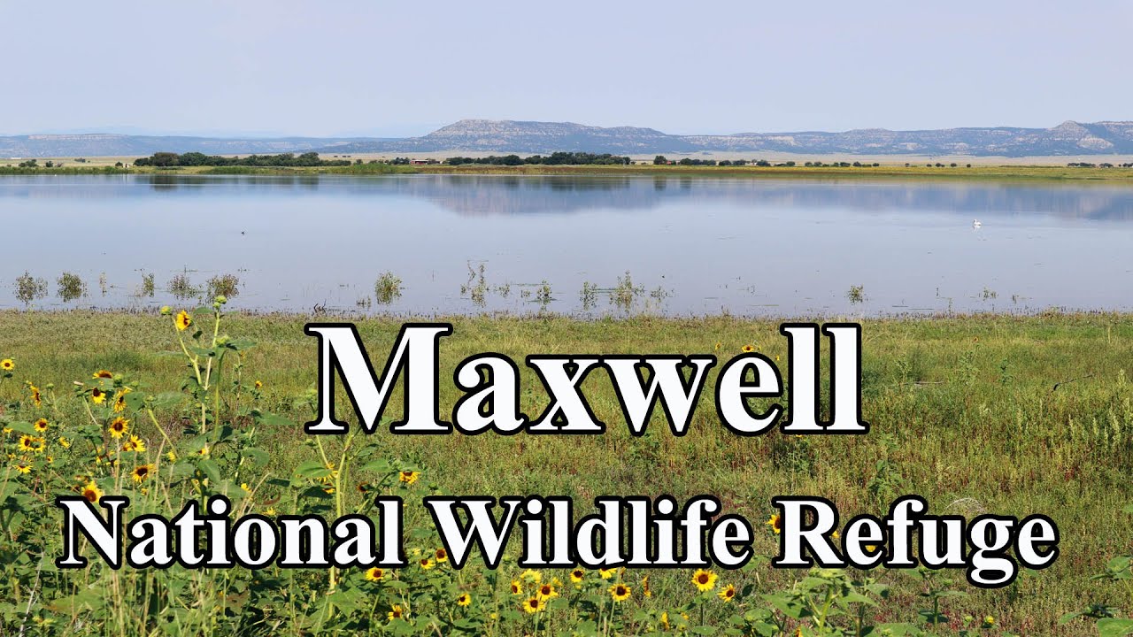 Maxwell National Wildlife Refuge, NM: A Birder's Paradise!