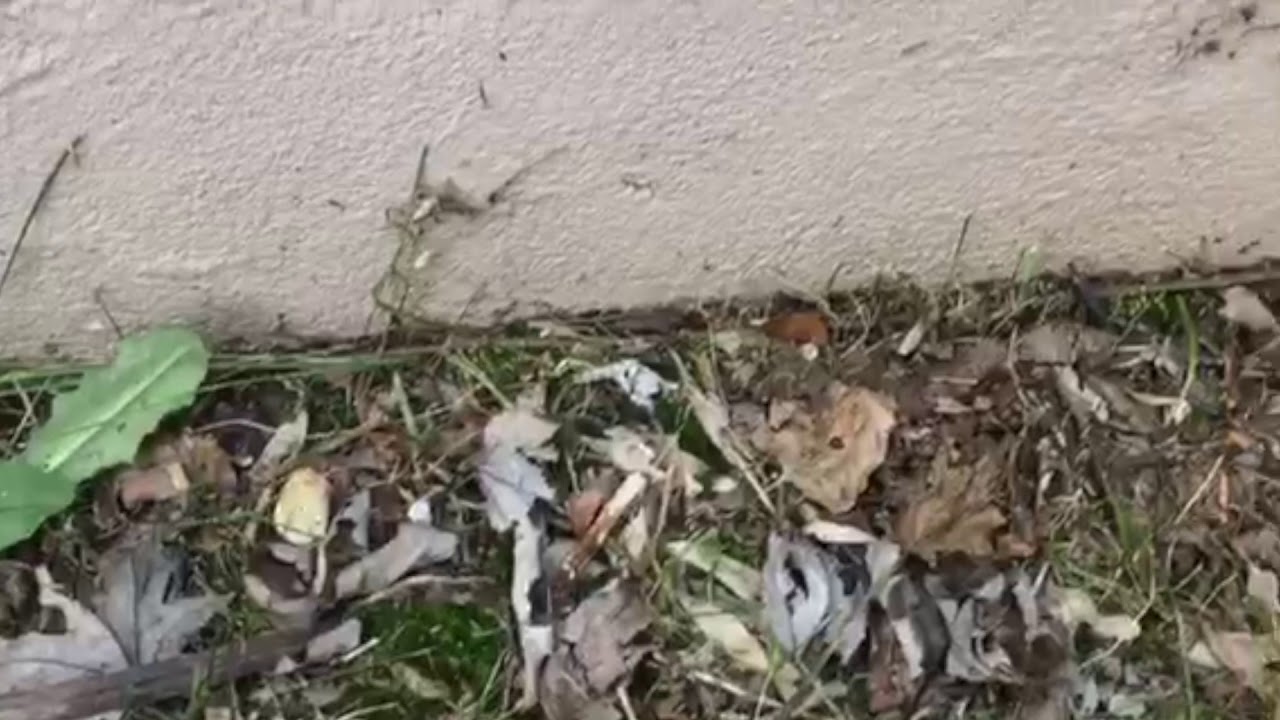 Pest Control in Toms River, NJ