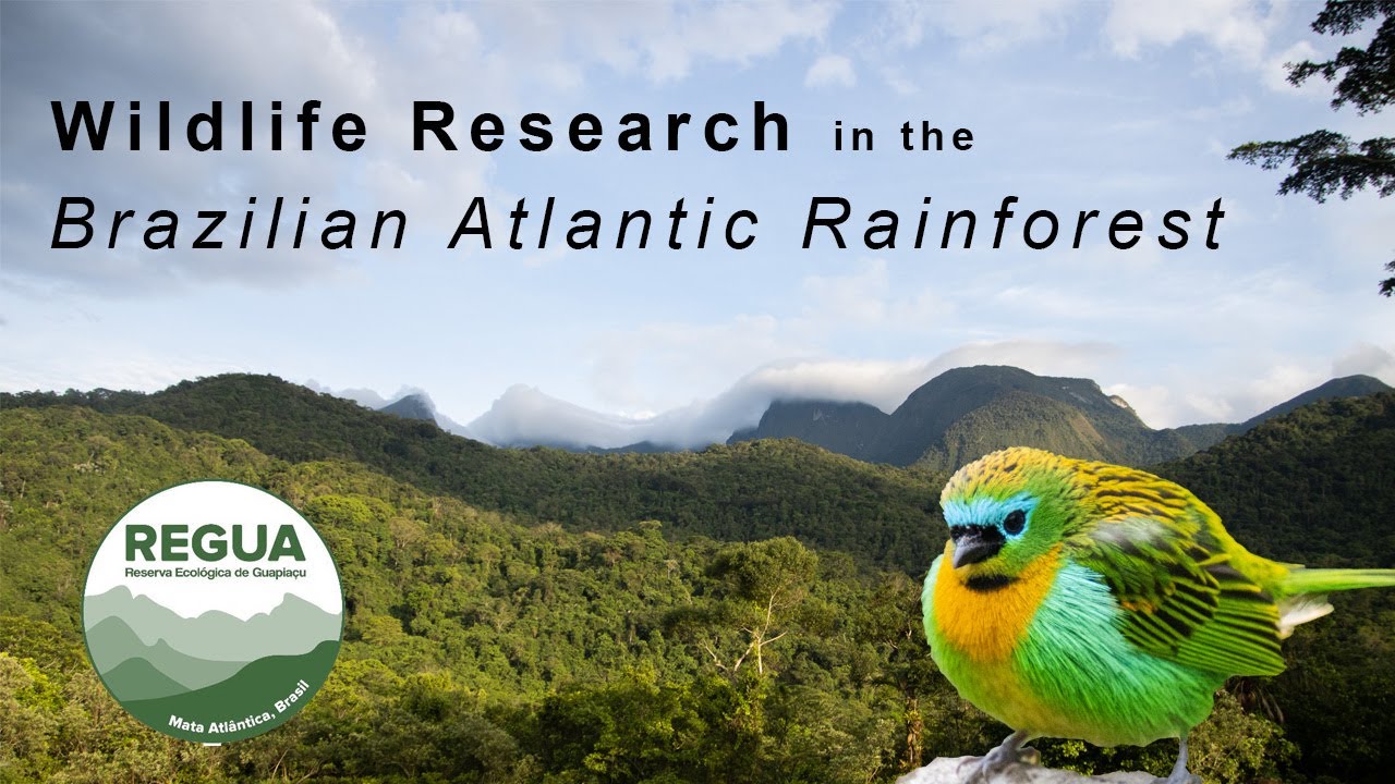 Wildlife Research in the Atlantic Rainforest of BRAZIL | My Time At REGUA