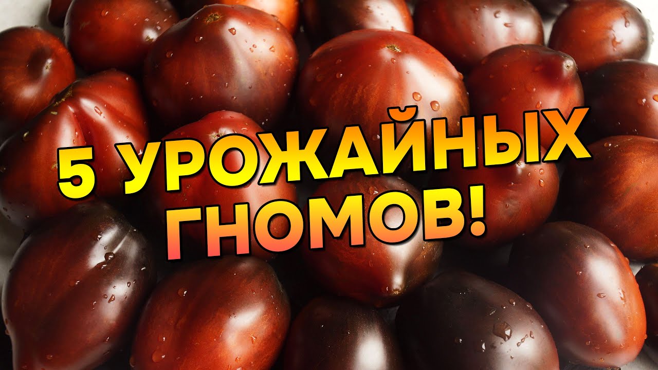 ТОМАТЫ ГНОМЫ: 5 УРОЖАЙНЫХ СОРТОВ, КОТОРЫЕ УДИВЛЯЮТ!