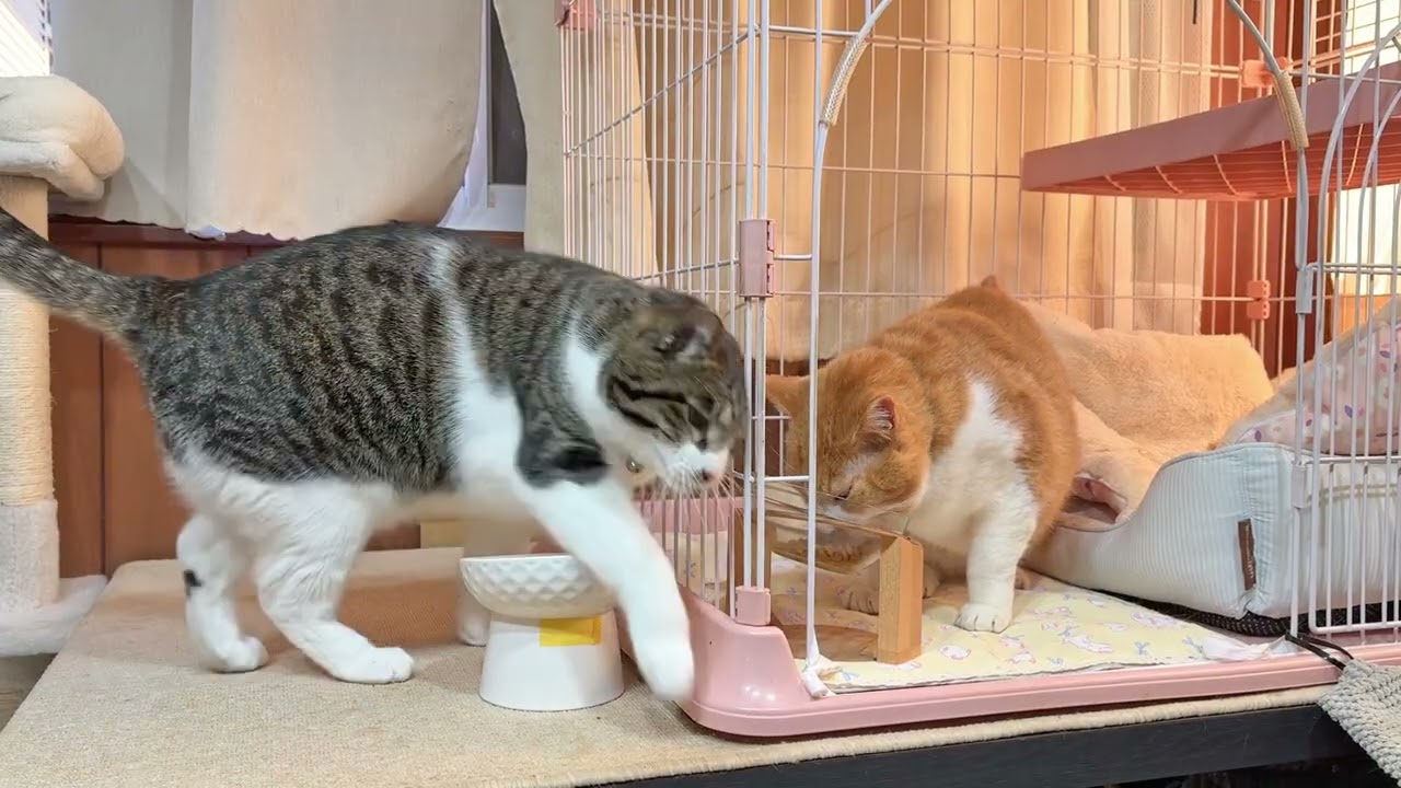 なかよし猫さんたちの朝ごはん【26年1月23日その1】