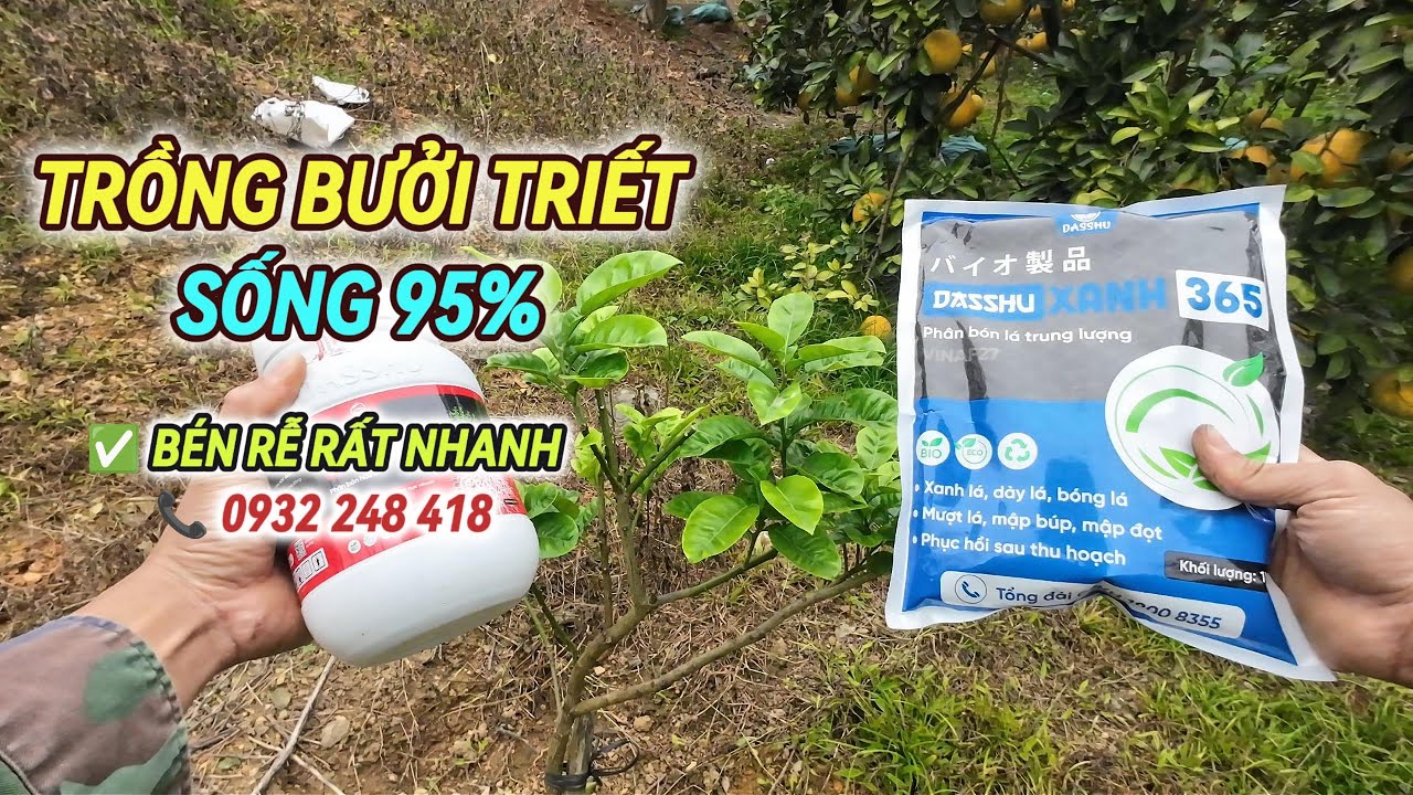 👉 Cách Trồng Cây Bưởi Từ Cành Triết Đúng Kỹ Thuật | Tỷ Lệ Sống Cao | 📞 0932 248 418