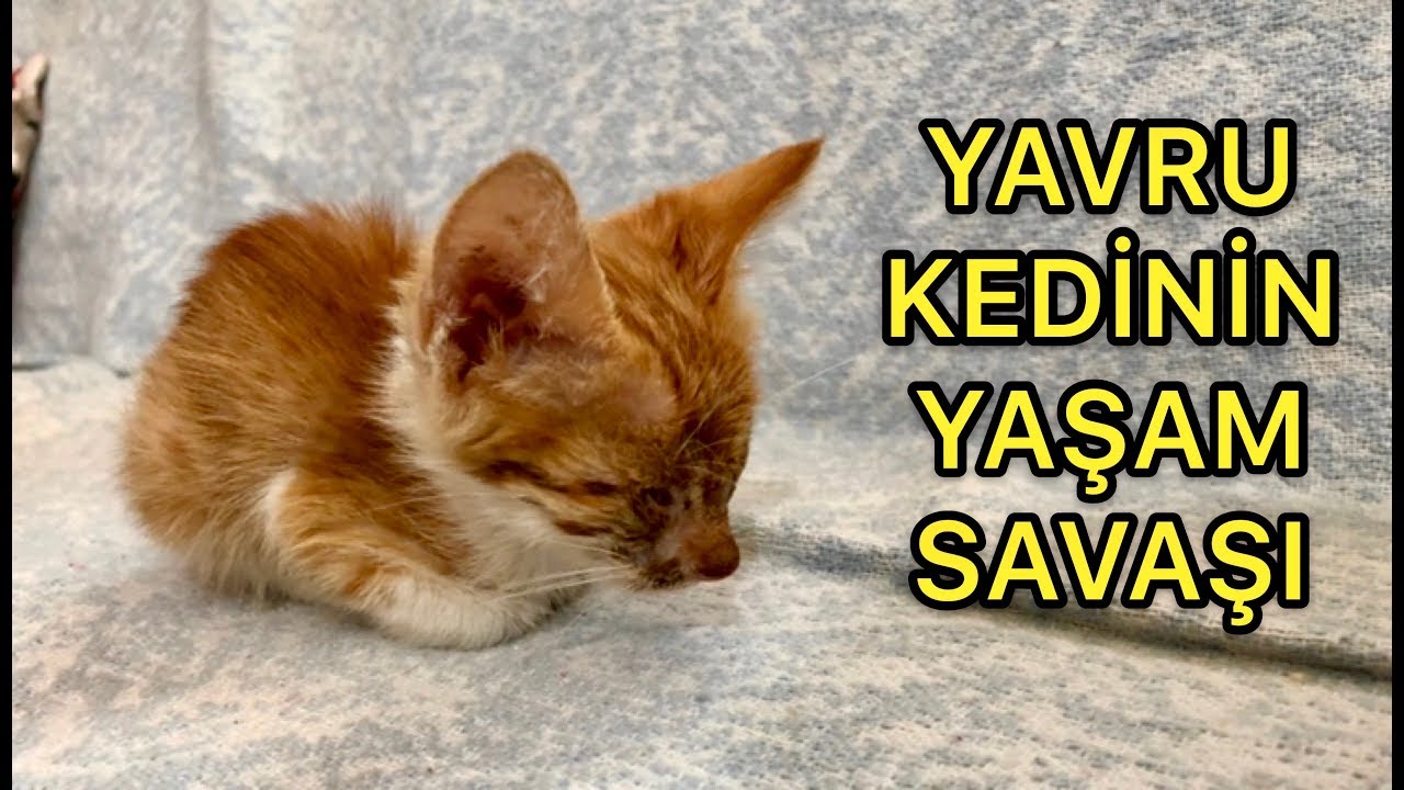 Ölmek Üzere Olan Hasta Yavru Kedi Yaşayabilecek Mi?