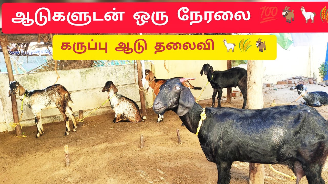 ஆடுகளுடன் நேரலை🦙🚜🐄🌾 @aadhiraimsyworld