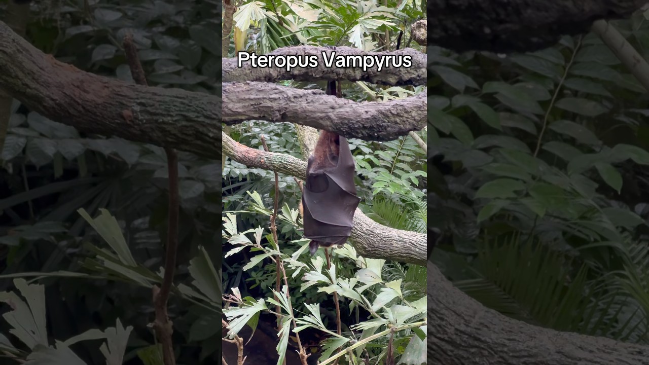 Saw this large bat in a tree, a Pteropus Vampyrus !