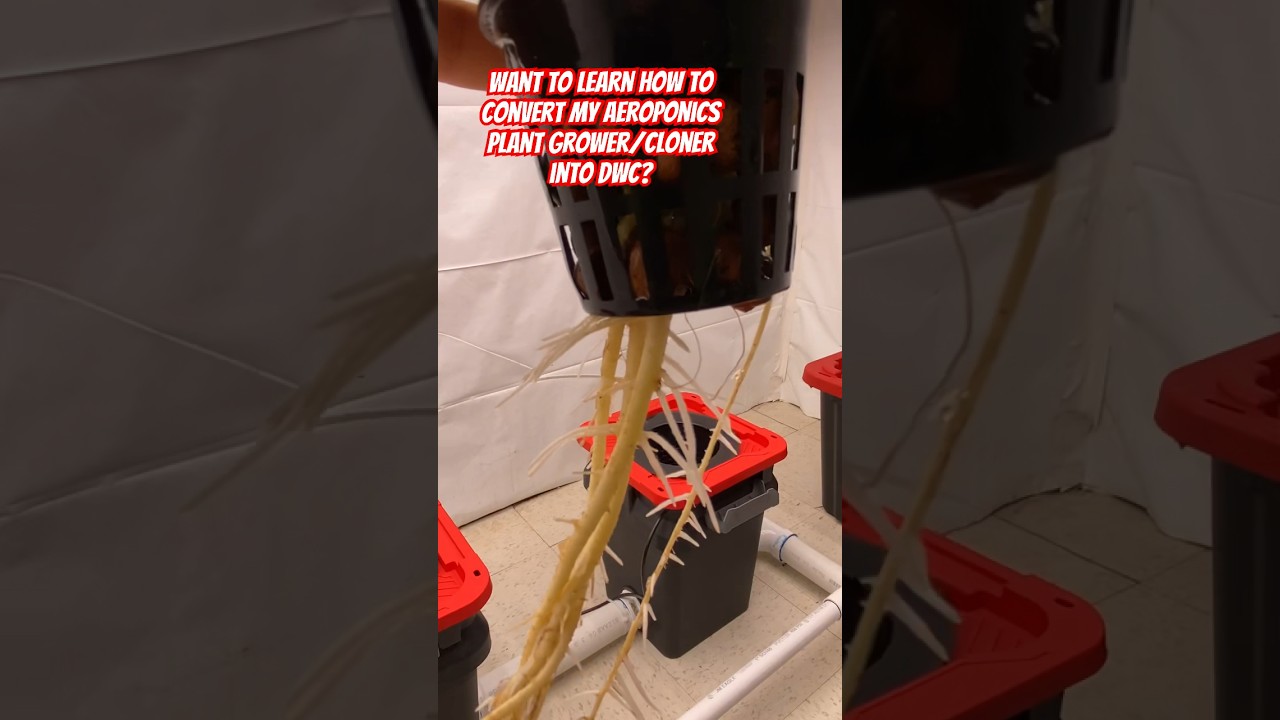 How To Build A Deep Water Culture Grow System #shorts #dwc #howto