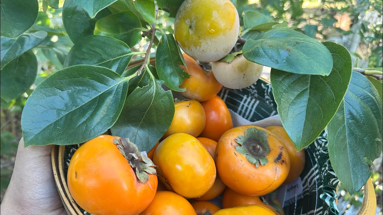 Японская невяжущая хурма Фую