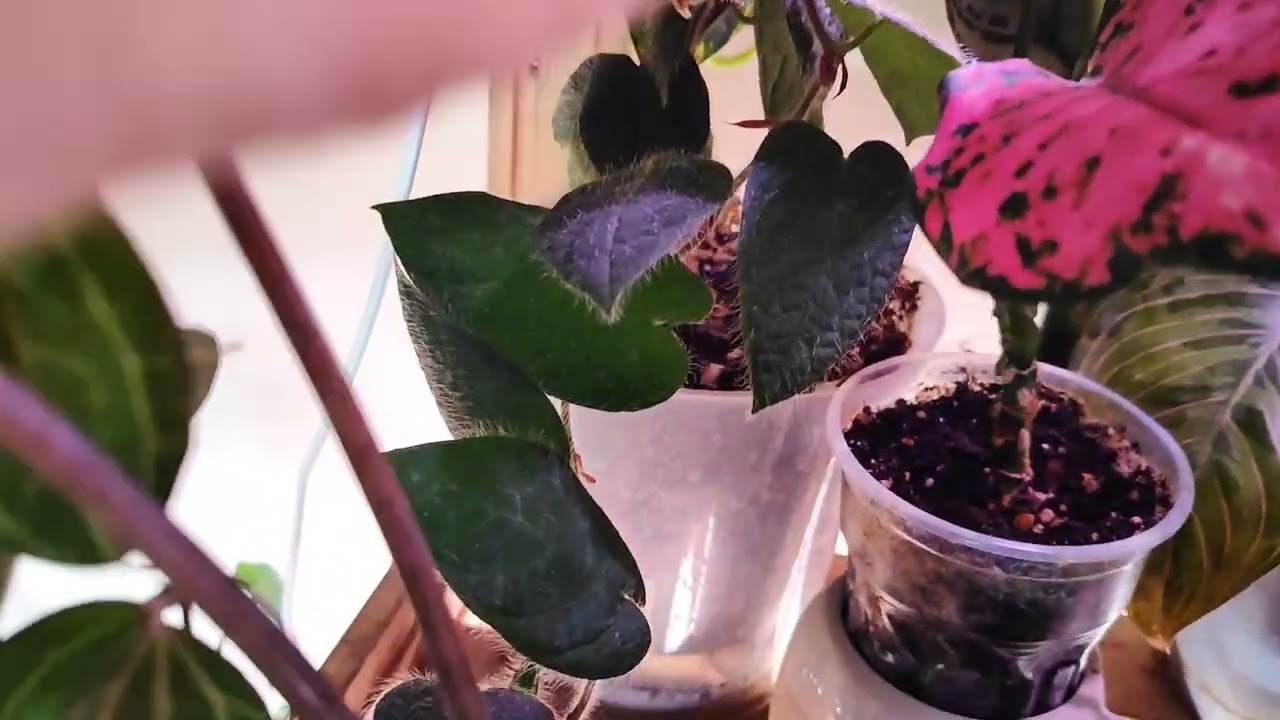Обзор моих растений. Часть 2 🌿 #alocasia #monstera #syngonium #aglaonema #urbanjungle #plants 
