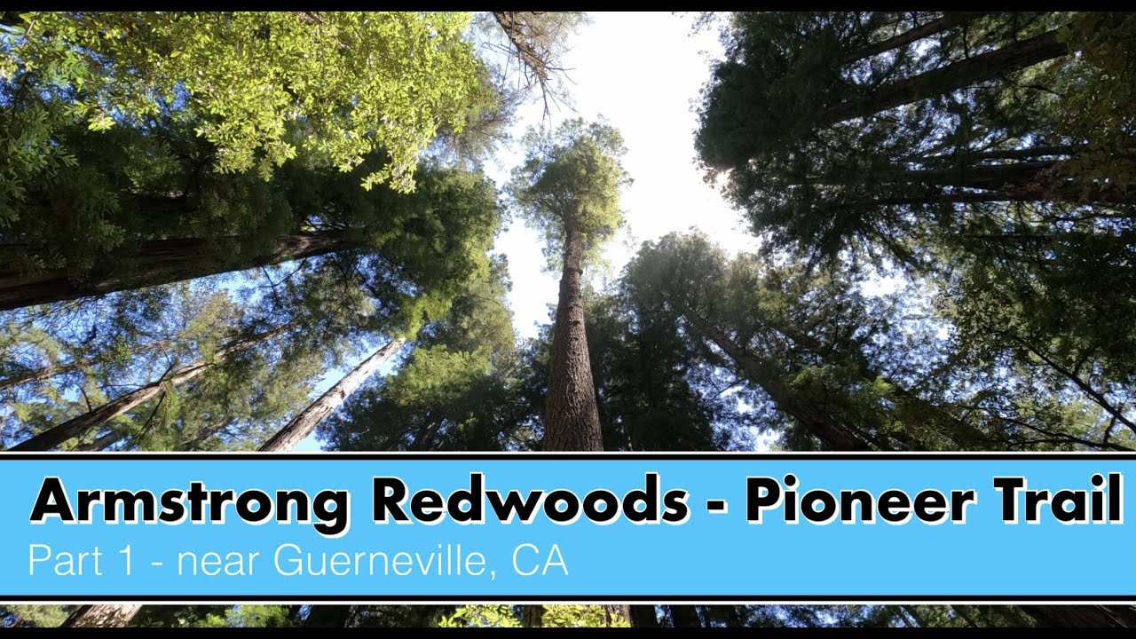 Hiking the Pioneer Trail to Parson Jones Tree - Armstrong Redwoods SNR