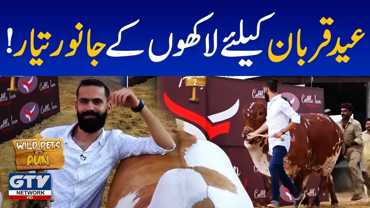 Eid ul Azha Special Show | Cows and Buffalos Ready for Sacrifice | Wild Pets | GTV Network HD