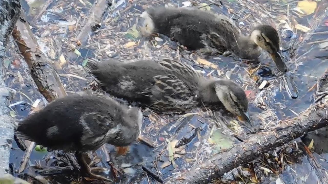 Another Mallard Duck Family with Ducklings unusually varied in their stage of development (~3 weeks)