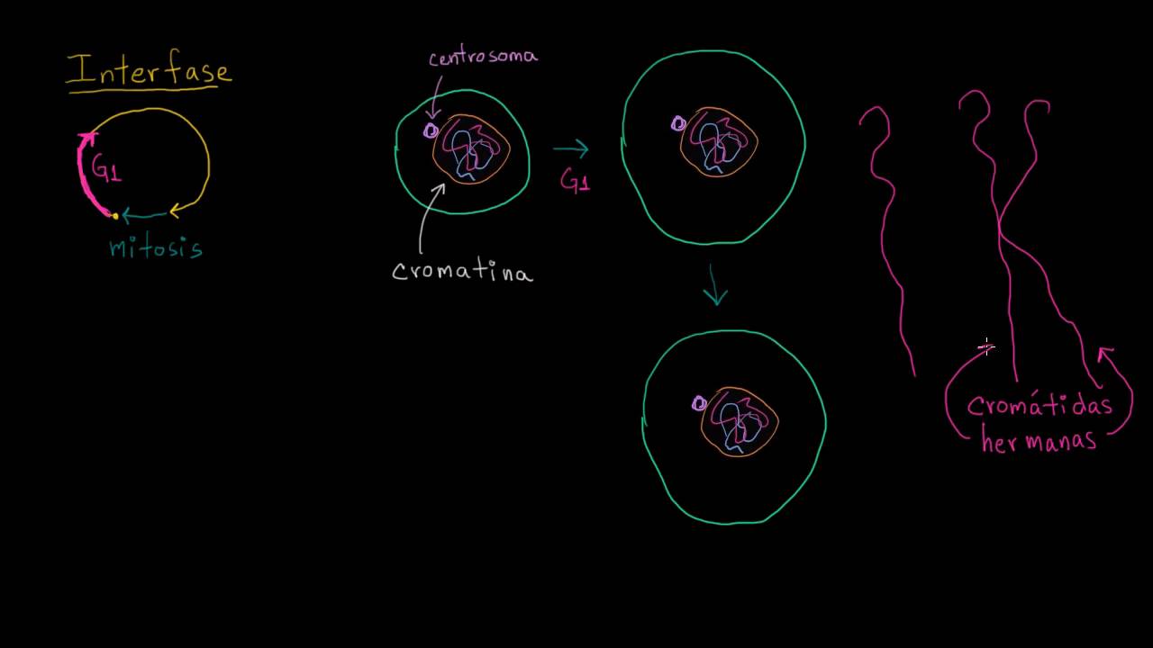 Interfase | Divisi&oacute;n celular | Biolog&iacute;a | Khan Academy en Espa&ntilde;ol
