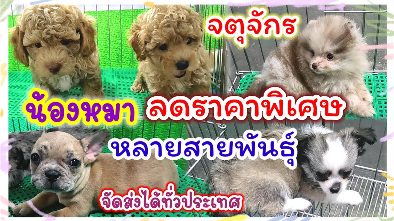 อัปเดตราคาน้องหมา หลายสายพันธุ์ น่ารัก ราคาถูก จตุจักร ร้านNutty Babydog