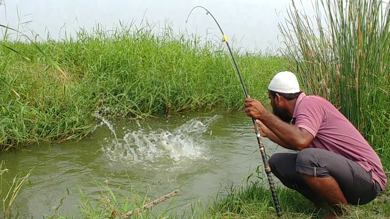 Grass Carp Fishing|MRIGAL Fishing|Rohu Fishing|Rohu Fish Catching|Village Fishing|mancing Fishing