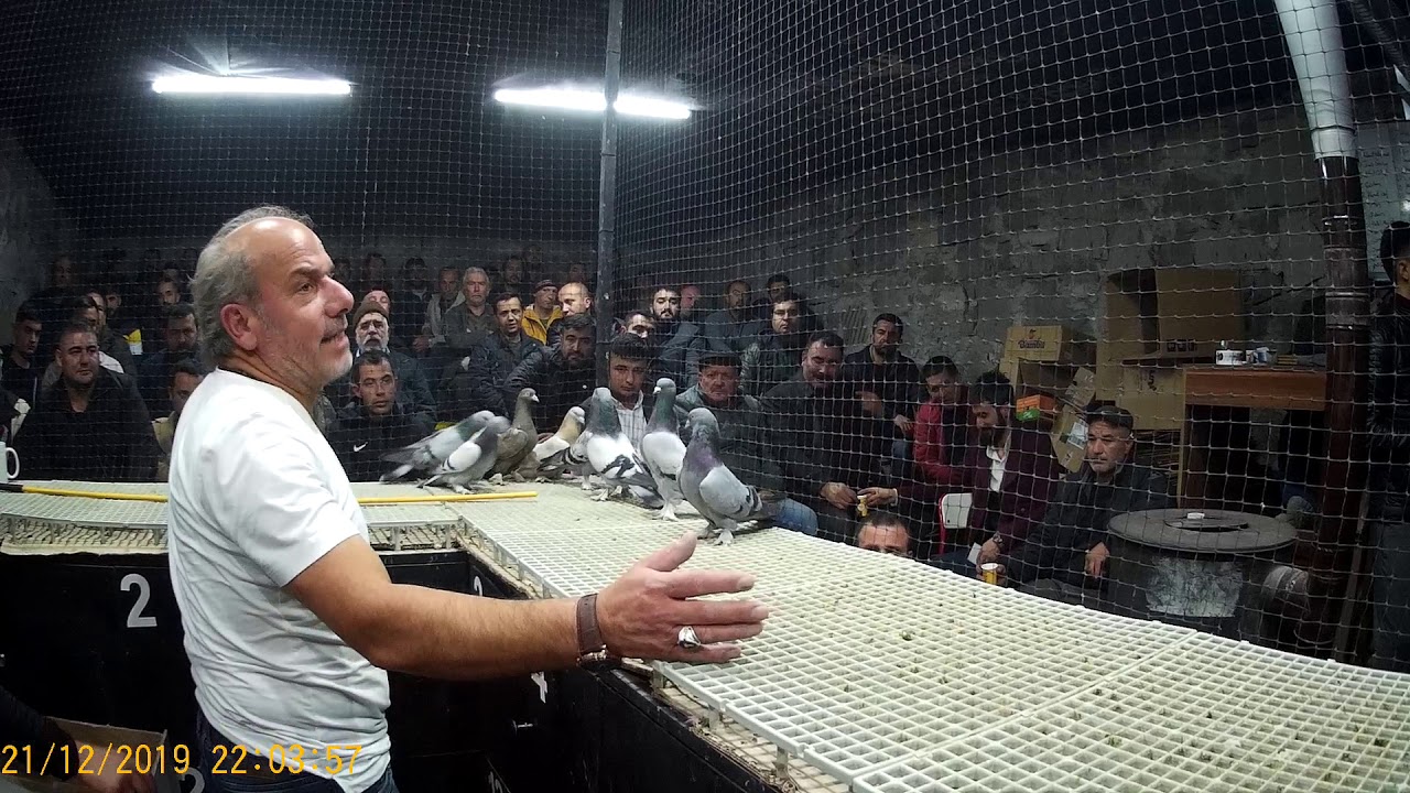 21.12.19 OYUN KUŞU (GÜVERCİN) MEZATI
