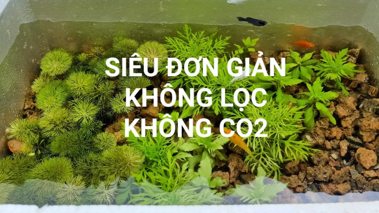 Hướng dẫn Setup Thùng Xốp nuôi cá Thủy sinh siêu Đơn giản||Setup Simple Aquarium with Styrofoam tank