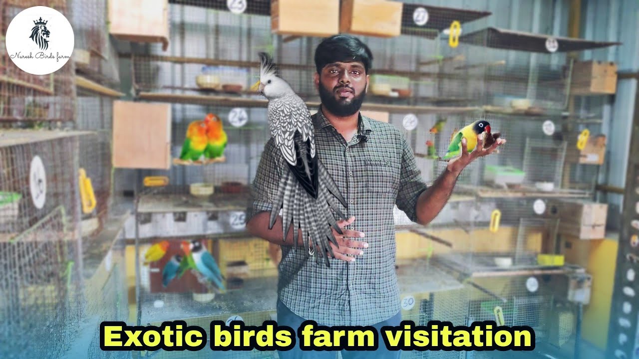 High mutation birds farm tour | Naresh birds farm | chennai