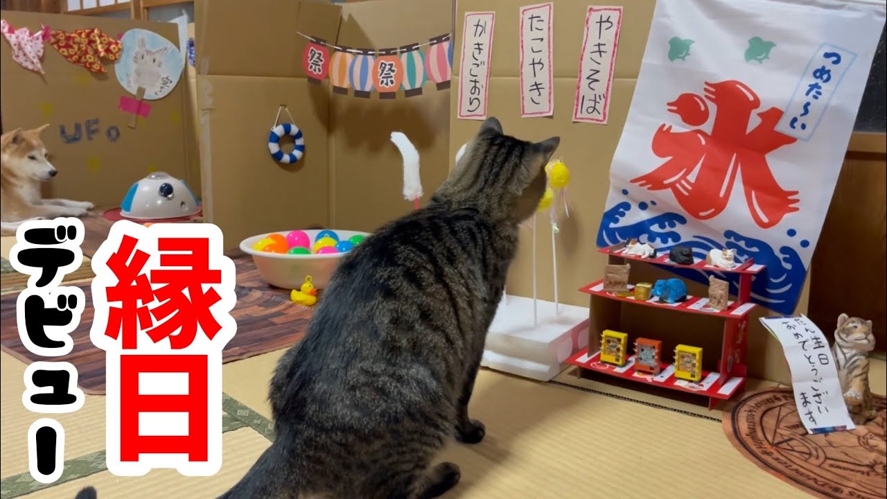 出不精の猫におうち縁日をプレゼント　Home night market